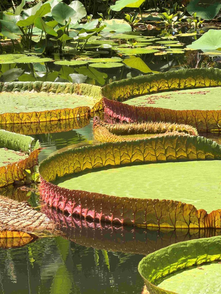 Italy Tour Menton Tour Day GIANT LILY PADS