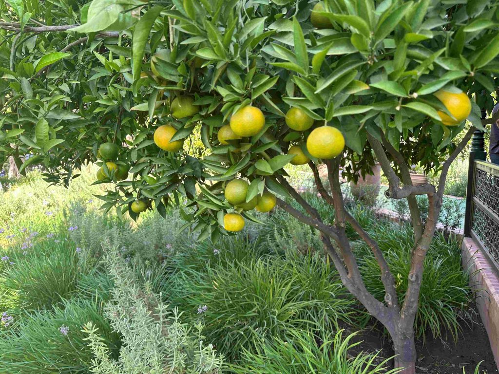 French Art School Secret Garden Marrakech